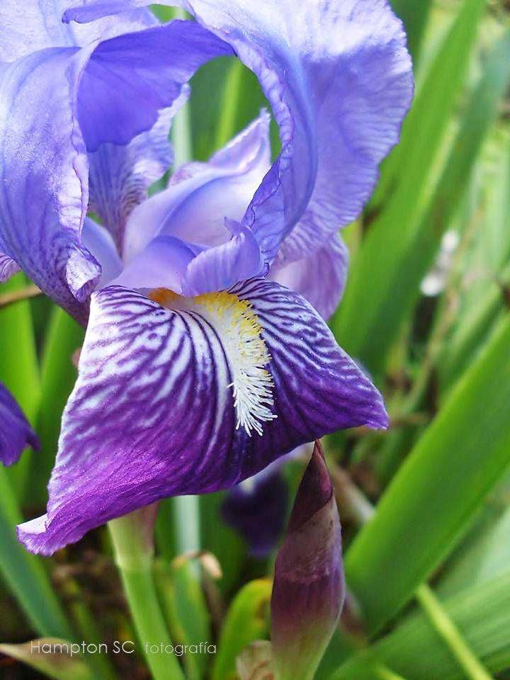 Iris germanica flor branca ou azul