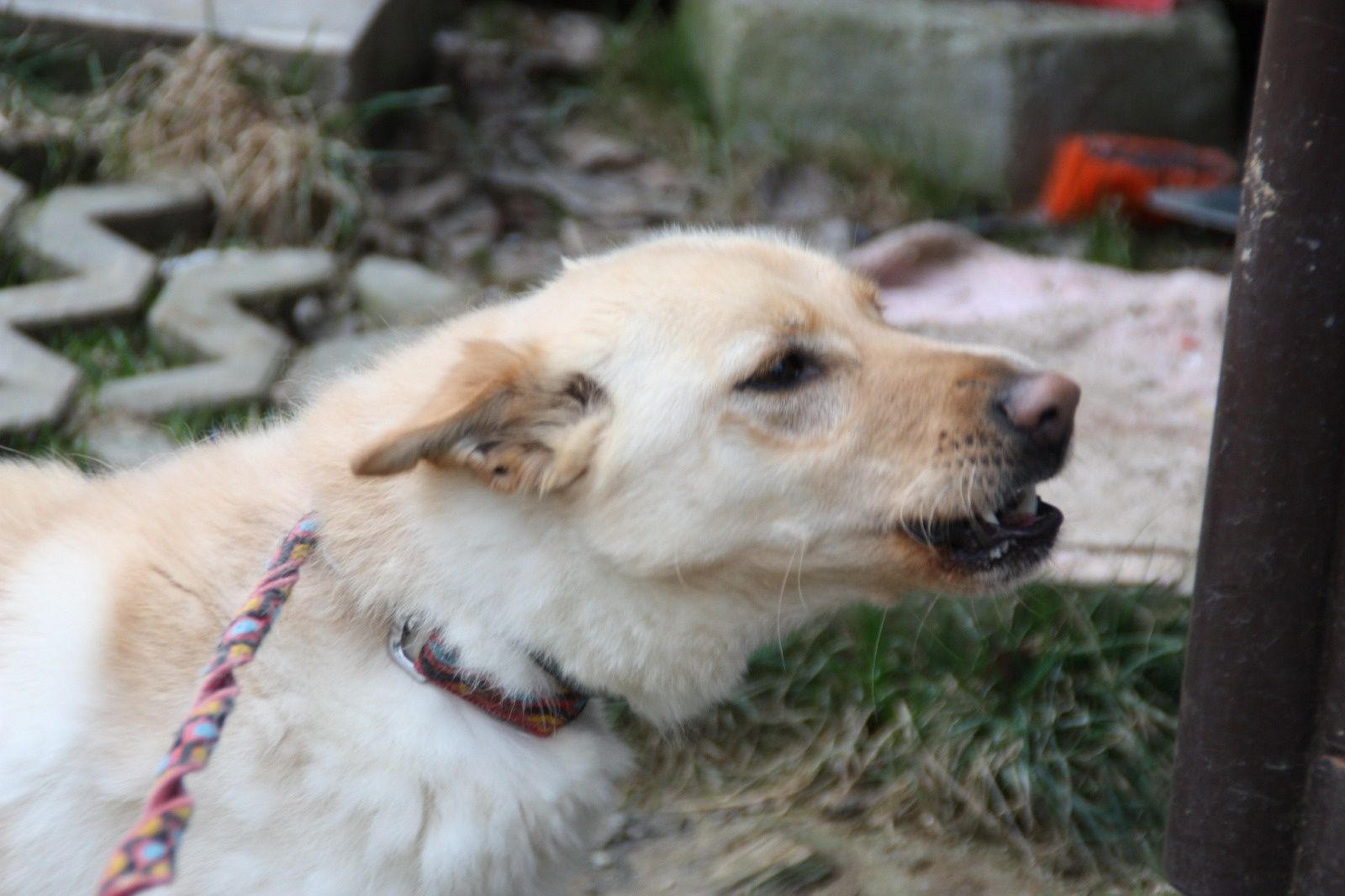 Suczka Sonia do adopcja. Oddam psa