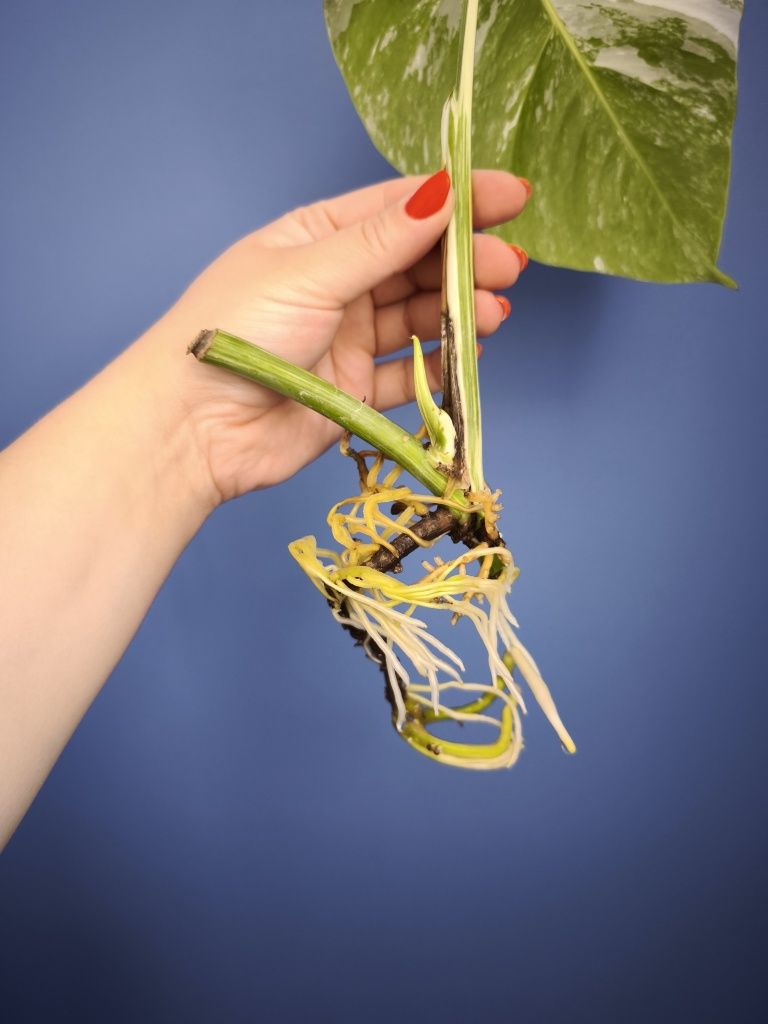 Monstera variegata liść