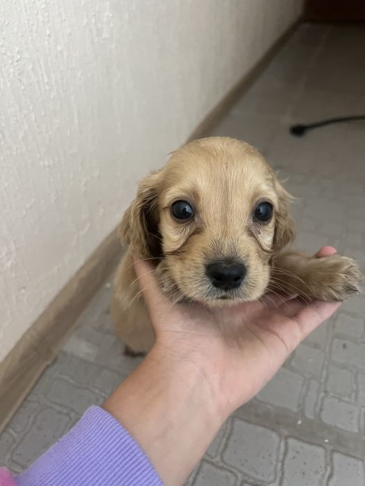 Щенята спанієлі шукають люблячий дім