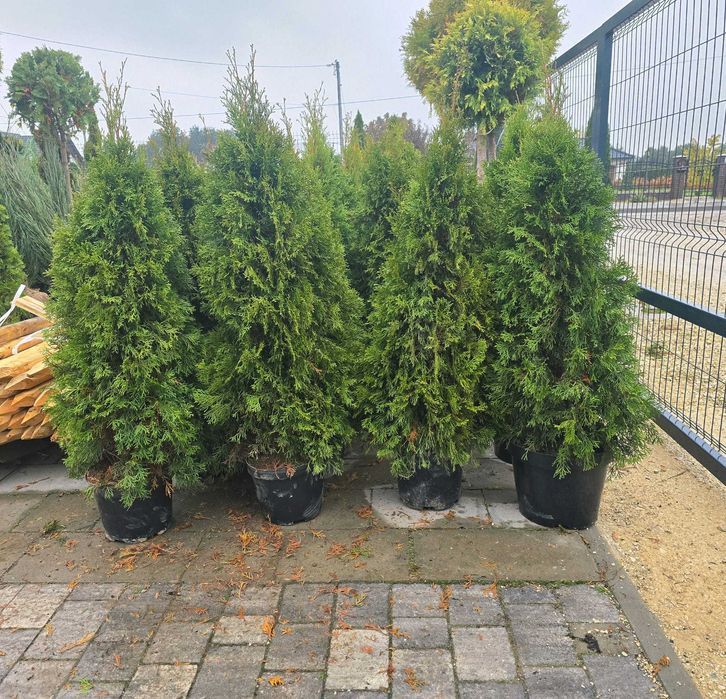 Piękna Tuja Thuja Szmaragd 120 cm Brabant 150cm Usługa sadzenia