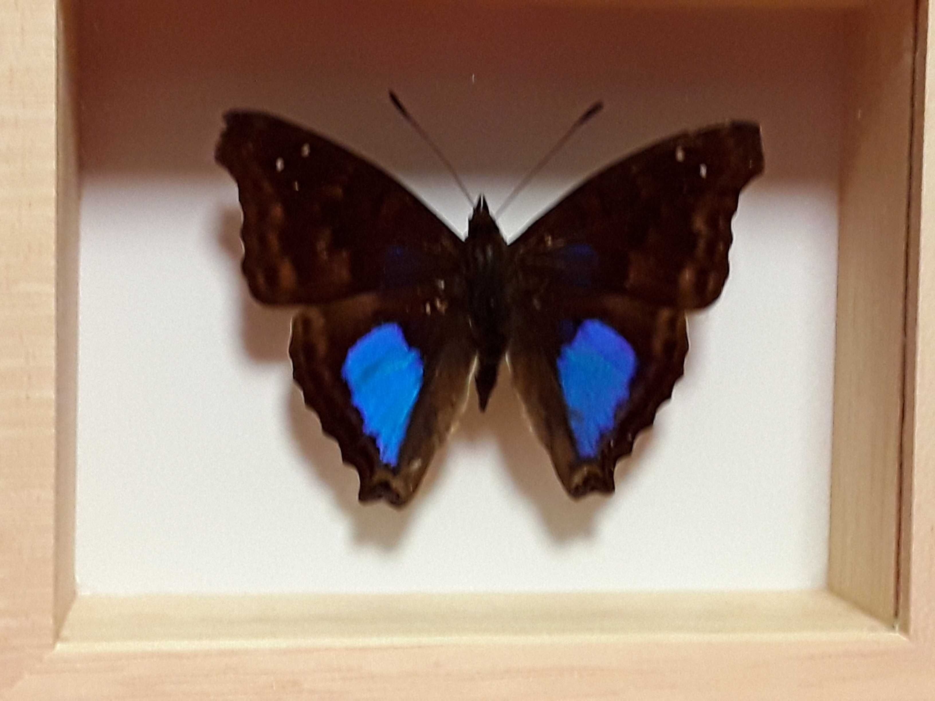 Motyl w ramce 10 x 8 cm . Doxocopa cyane - Meksyk .