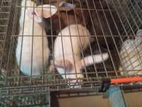 Coelhos reprodutores.