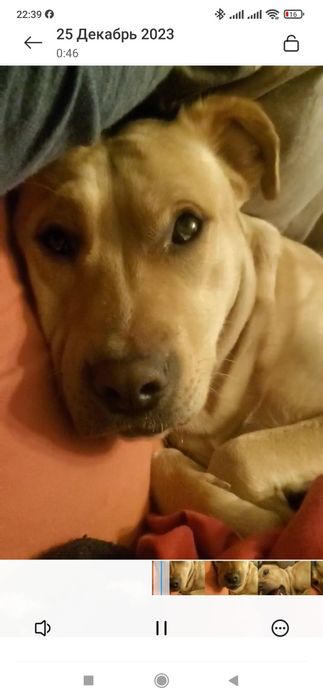 Віддам в добрі руки метиси тато стаф мама двортерєр