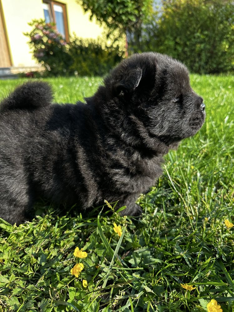 Chow Chow uroczy czarny piesek Gotowy do odbioru !