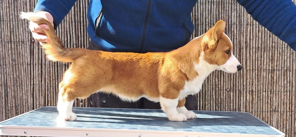 Welsh corgi cardigan oportunidade única