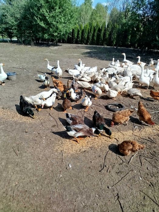 Gęsi i kaczki tegoroczne
