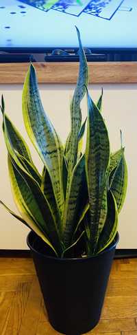 Sansewieria Zeylanica Sansevieria Wężownica