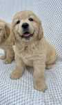 Suczka Golden Retriever GOTOWA DO ZMIANY DOMU