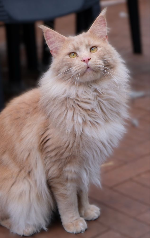 Maine coon kotka niebieski dymny szylkret z bielą FPL opcja hodowlana