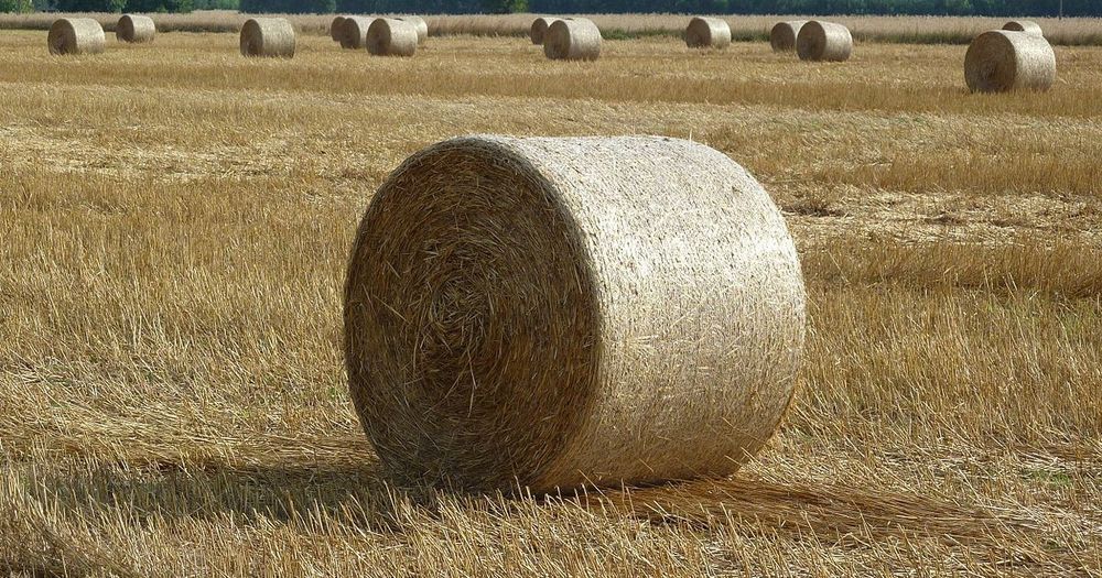 Słoma sprzedam, zamienię  żytnia  przenna  przenżytnia zamienię