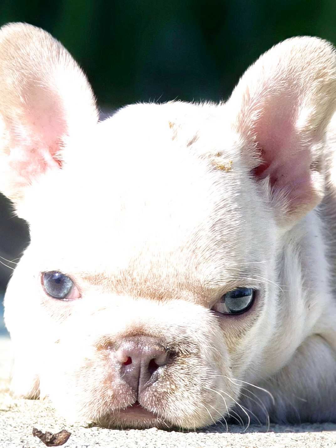 Bulldog francês  Macho cor Blue And Tan Platinum