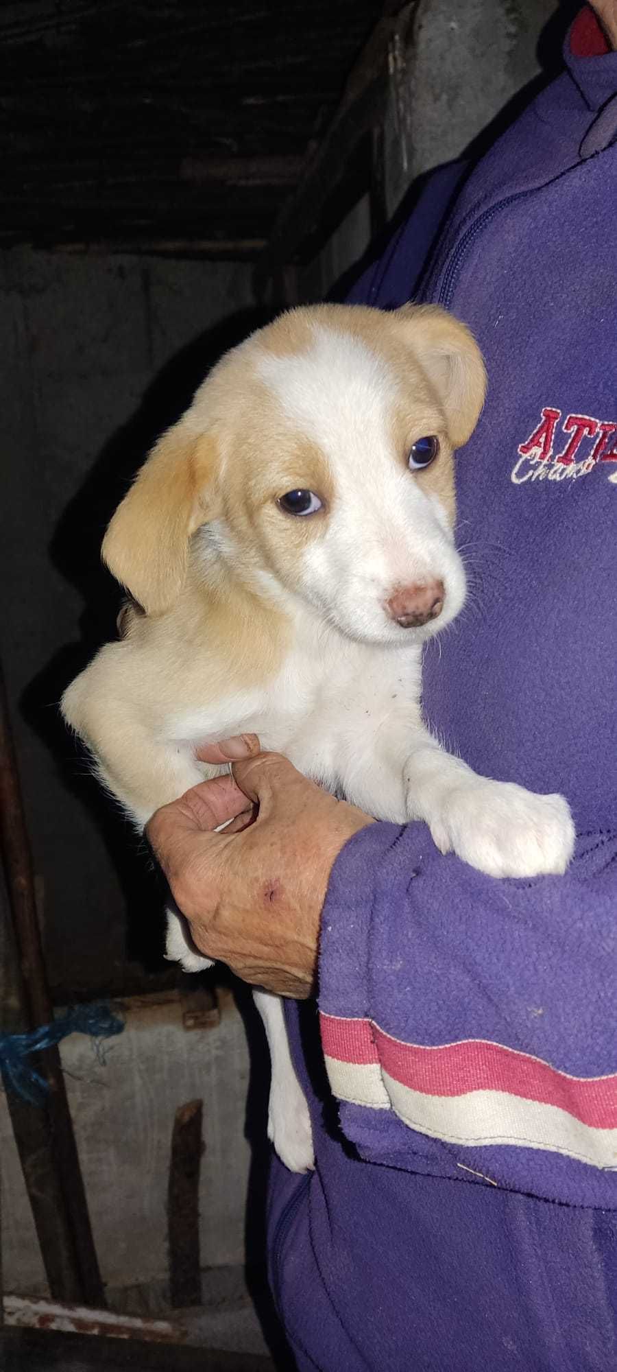 Filhos de cachorrinha de rua , porte médio/pequeno