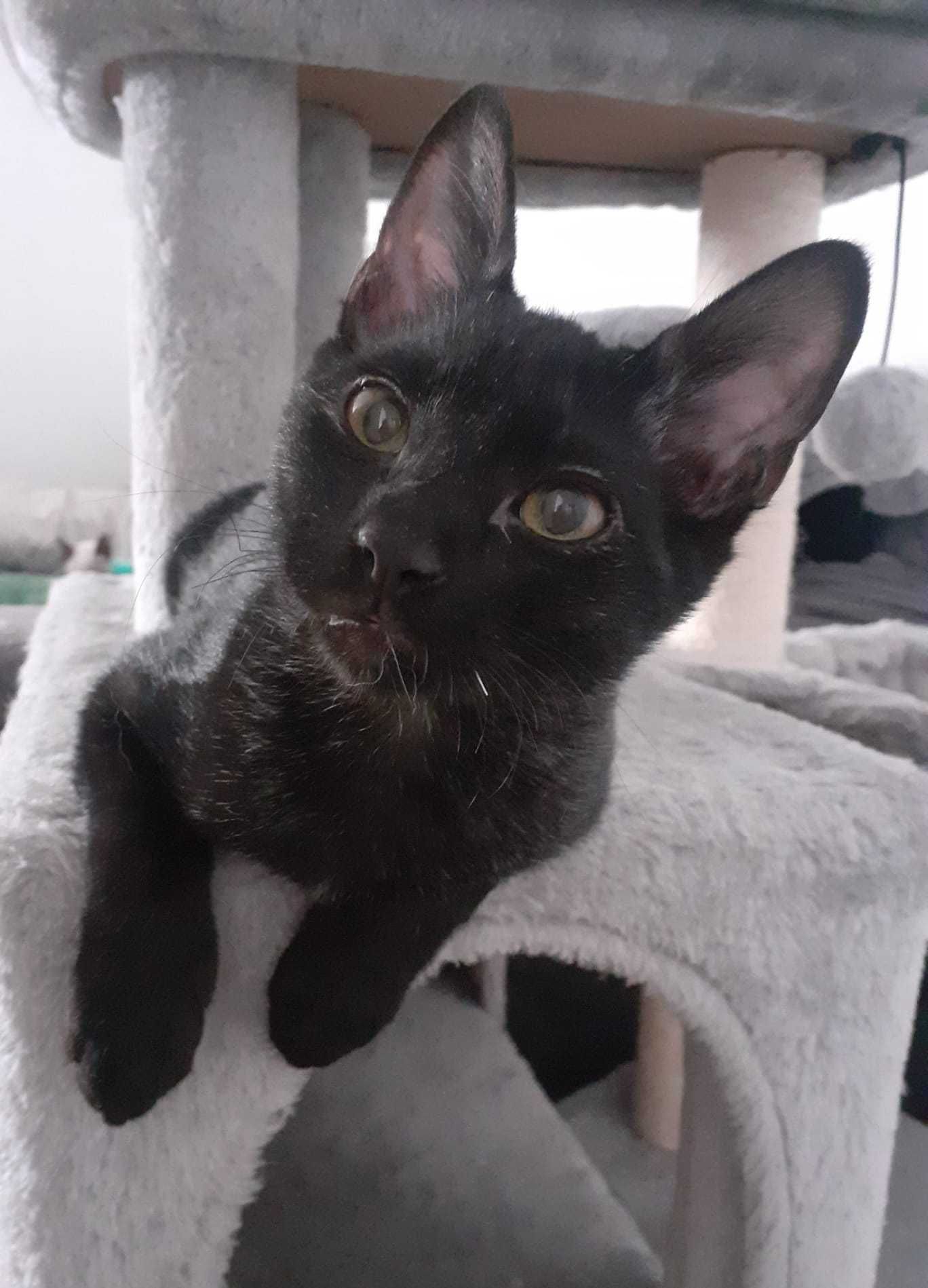 Gatinhos para adoção