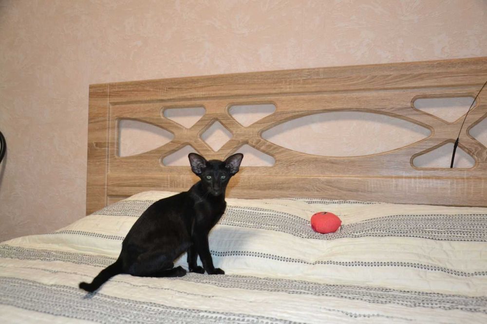 Оріентальна чорна кішка