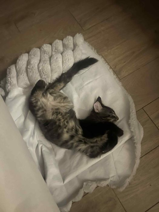 Taco kocor maine coon