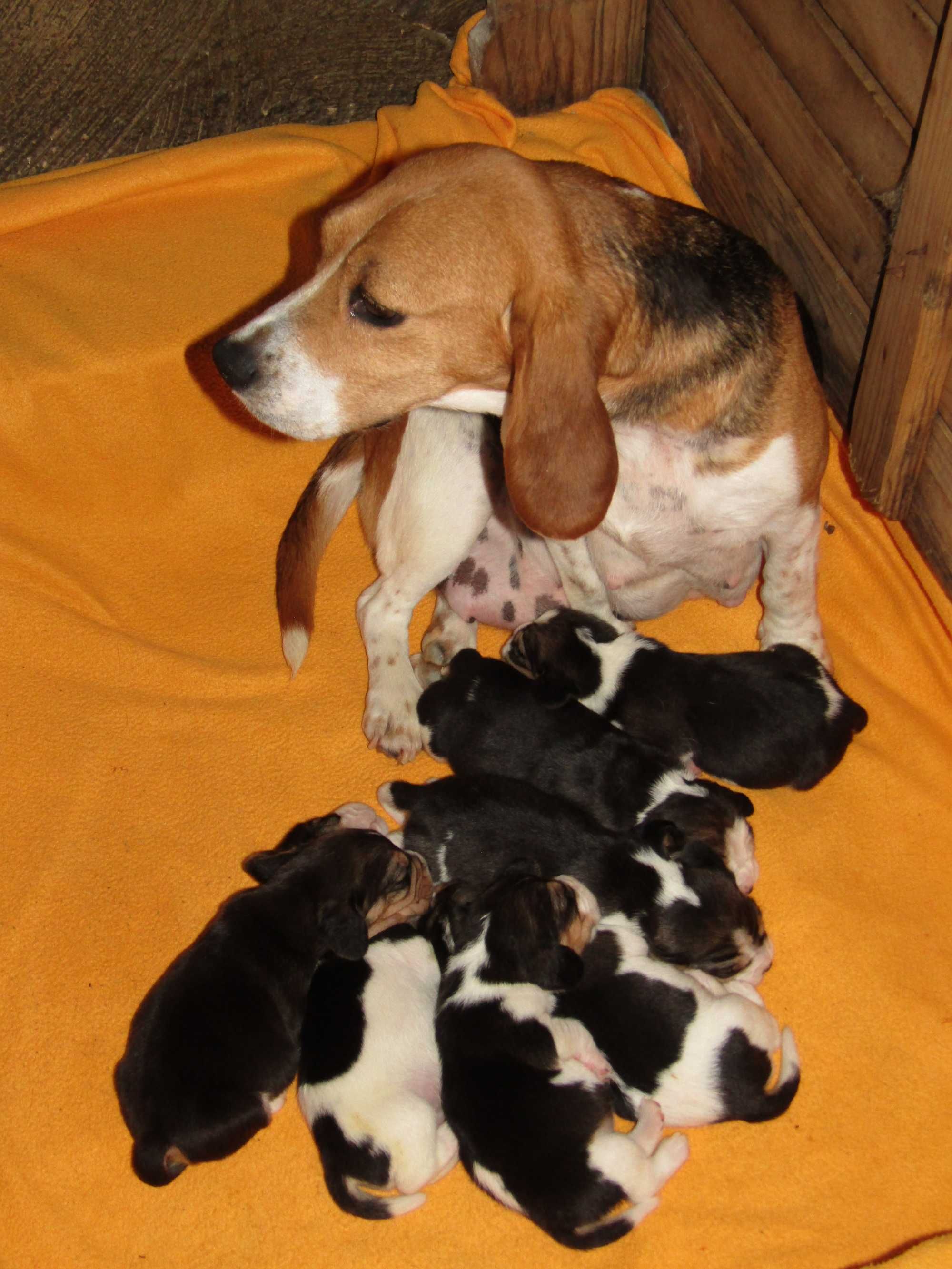 Beagle Tricolor, De Qualidade, Pequeno Porte.