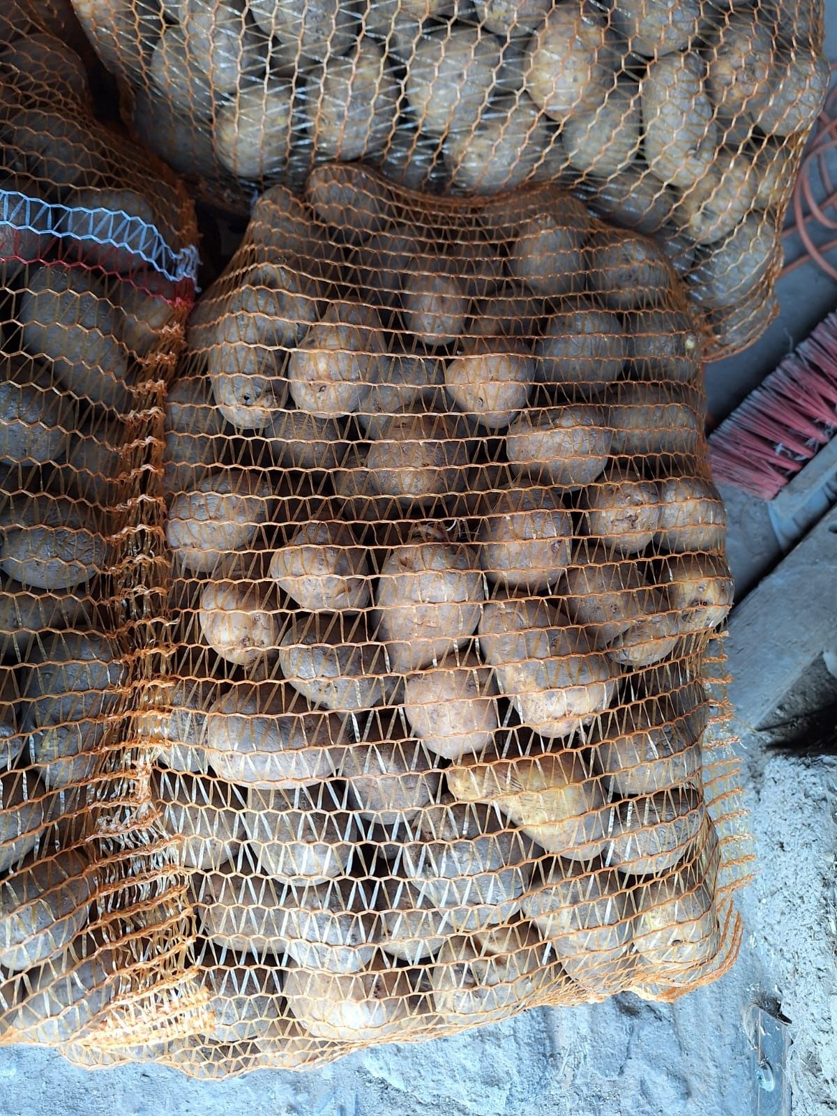 Ziemniaki paszowe