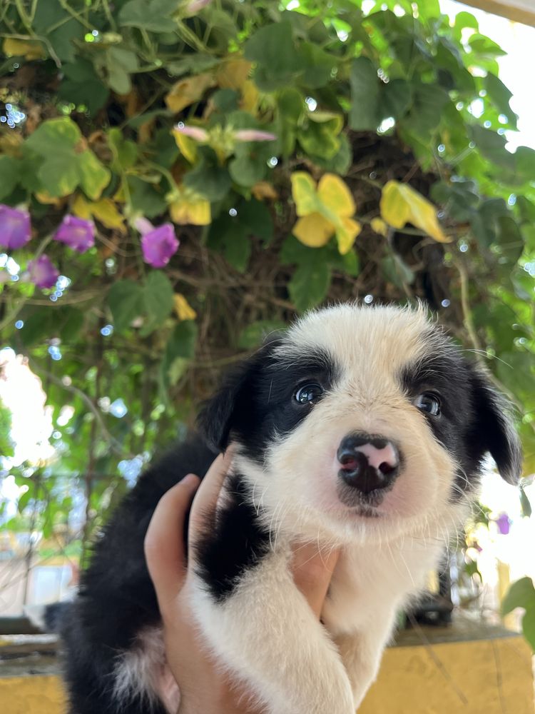 Border Collie (F)