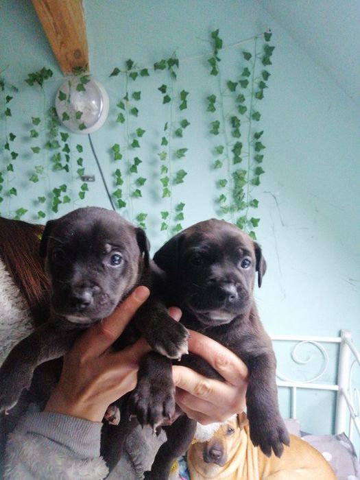 Do oddania szczeniaczki