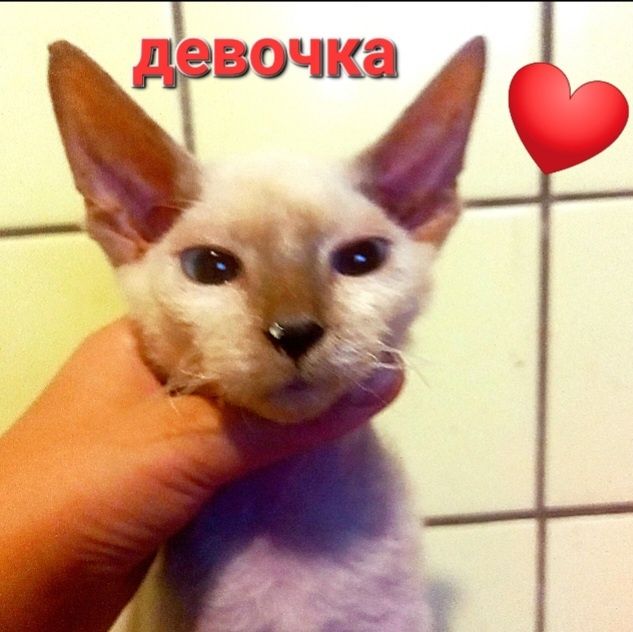 КошечкиДонской сфинкс род 16/044.