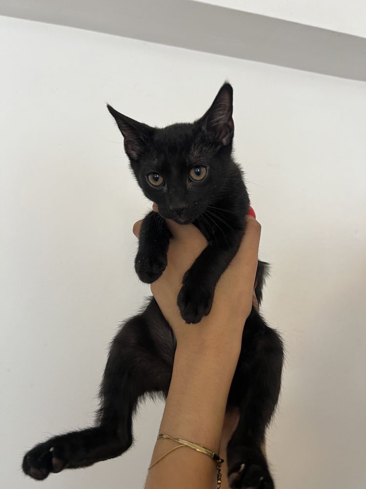 Gatinhos bebés pretos
