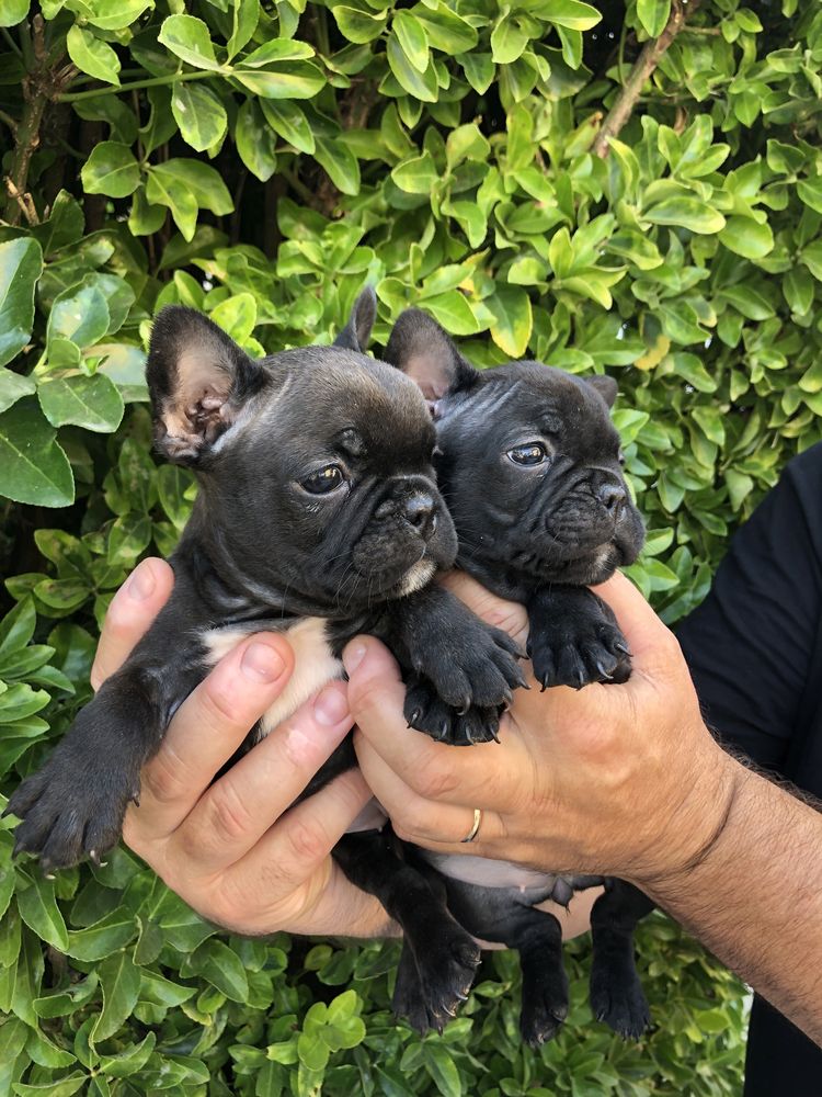 Bulldog Frances Exotico