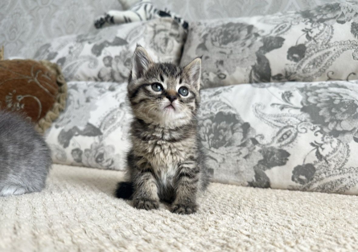 Віддамо шотландського висловухого котика в добрі руки!