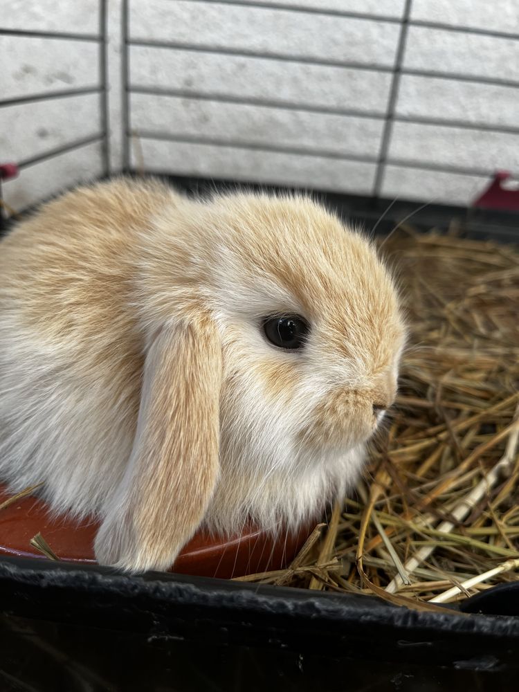 Coelhos mini Lop (orelhudos)