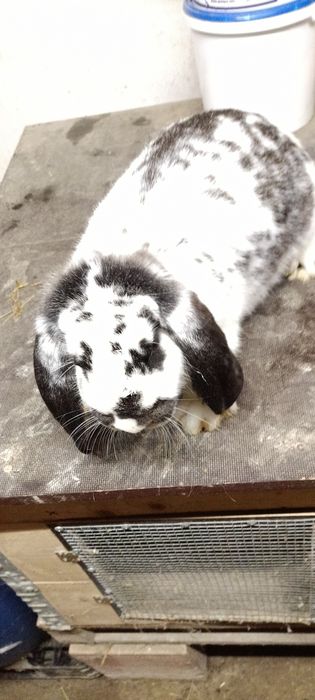 Króliki baran francuski samiec i 3 samice