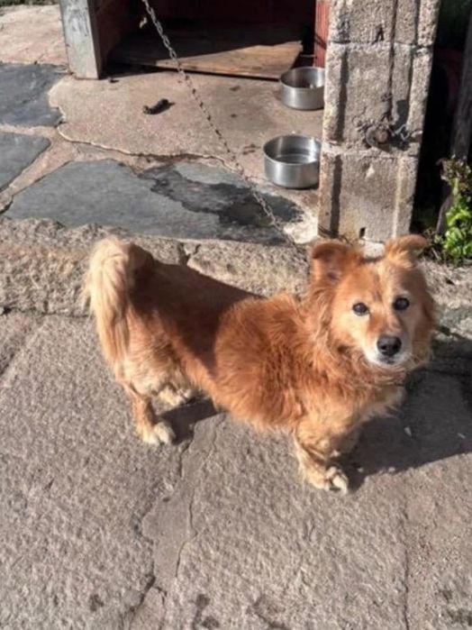 Adoção Responsável - Cães