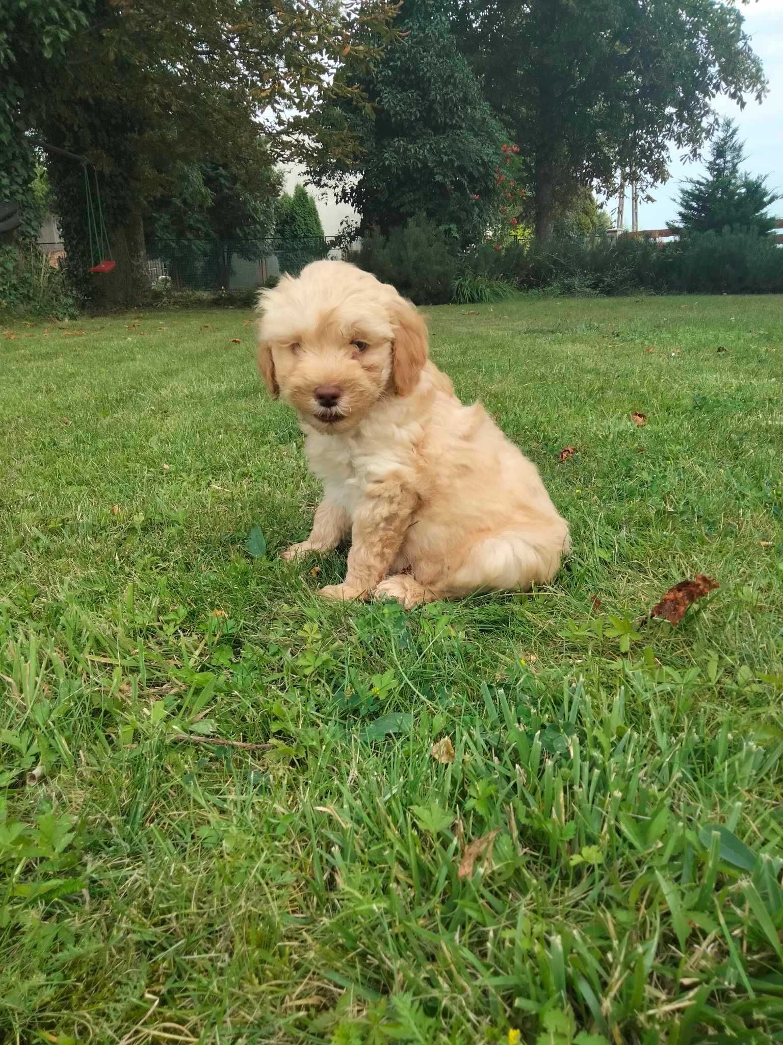 Labradoodle szczenie F1 B