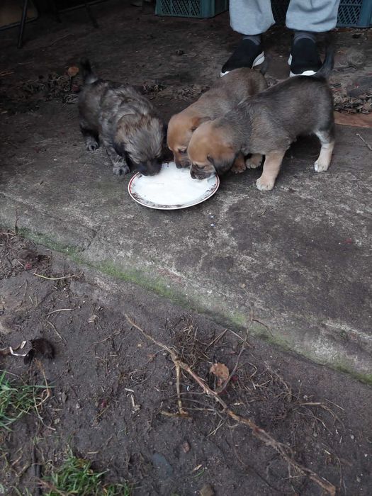 Kundelki oddam w dobre ręce