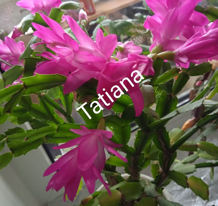 Шлюмбергера рождественник