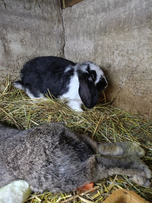 Sprzedam barany francuskie