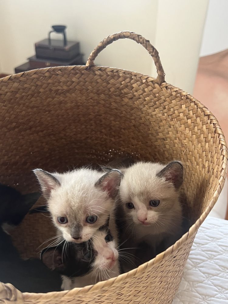 Gatinhos para adoção