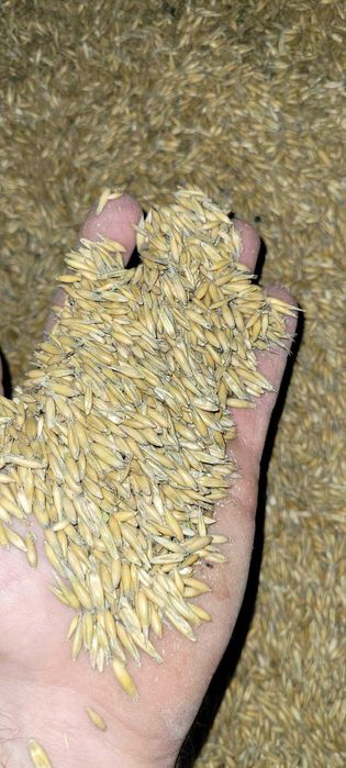 Sprzedam owies, żyto, pszenżyto