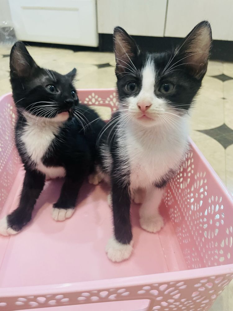 Котята шукають родини