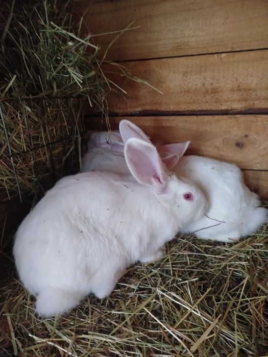 Samiczki termundzkie z 29.07.2025