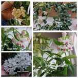 Hoyas (Flores de cera)  Plantas naturais