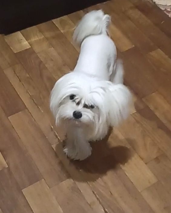 Мальтезе мальтийская болонка на вязку