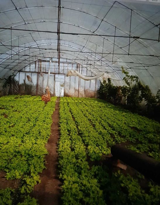 Срочно.Продам дом Одесская обл.240м.кв+агробизнес