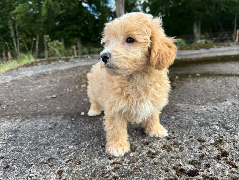 maltipoo gotowy do odbioru