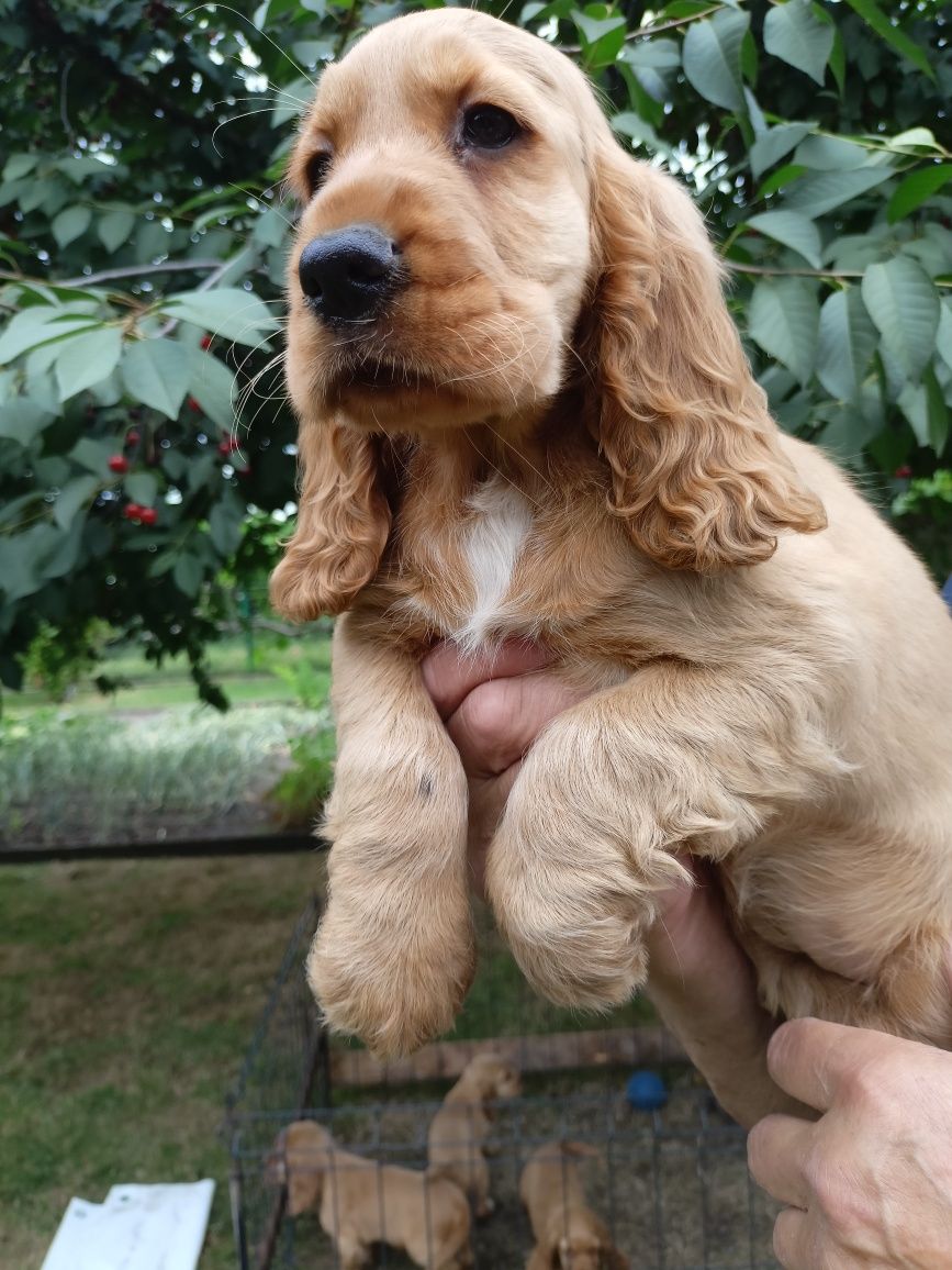 Szczeniaki Cocker spaniel