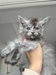 Kotka maine coon od behawiorysty dymna po championie