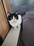 Gizmo piękny kocurek do adopcji