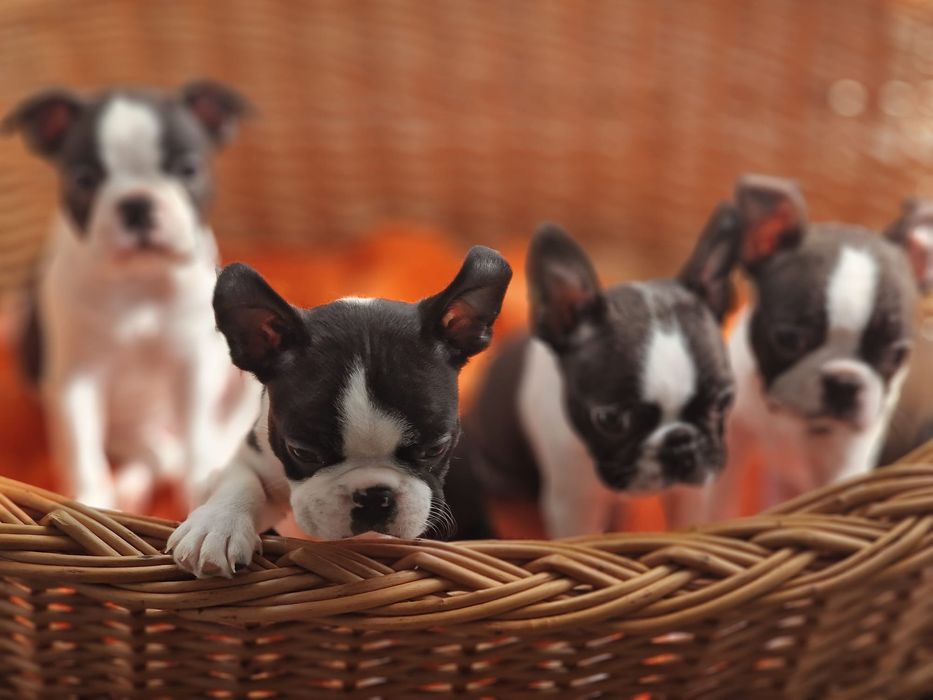 Boston terrier ZKwP