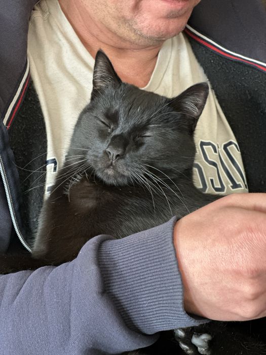 Zaginal czarny kotek Batman