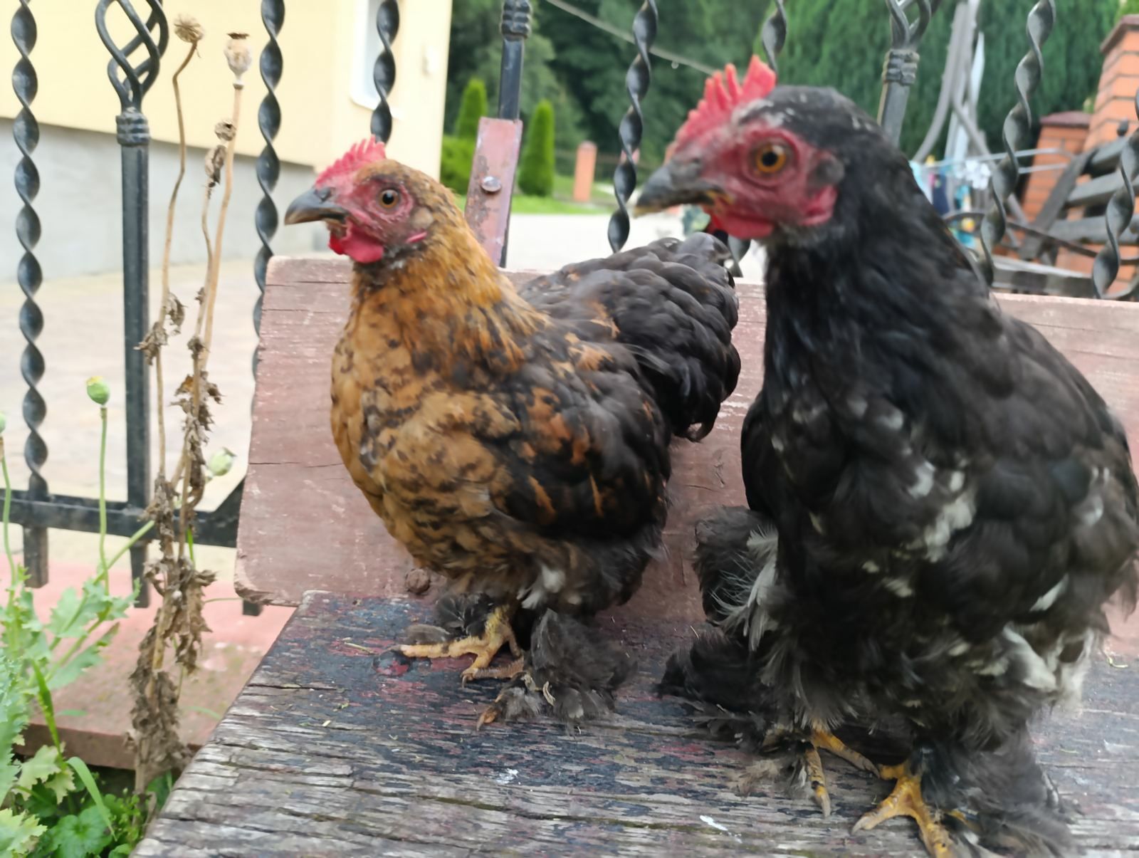 Продам карликових кохінхінів