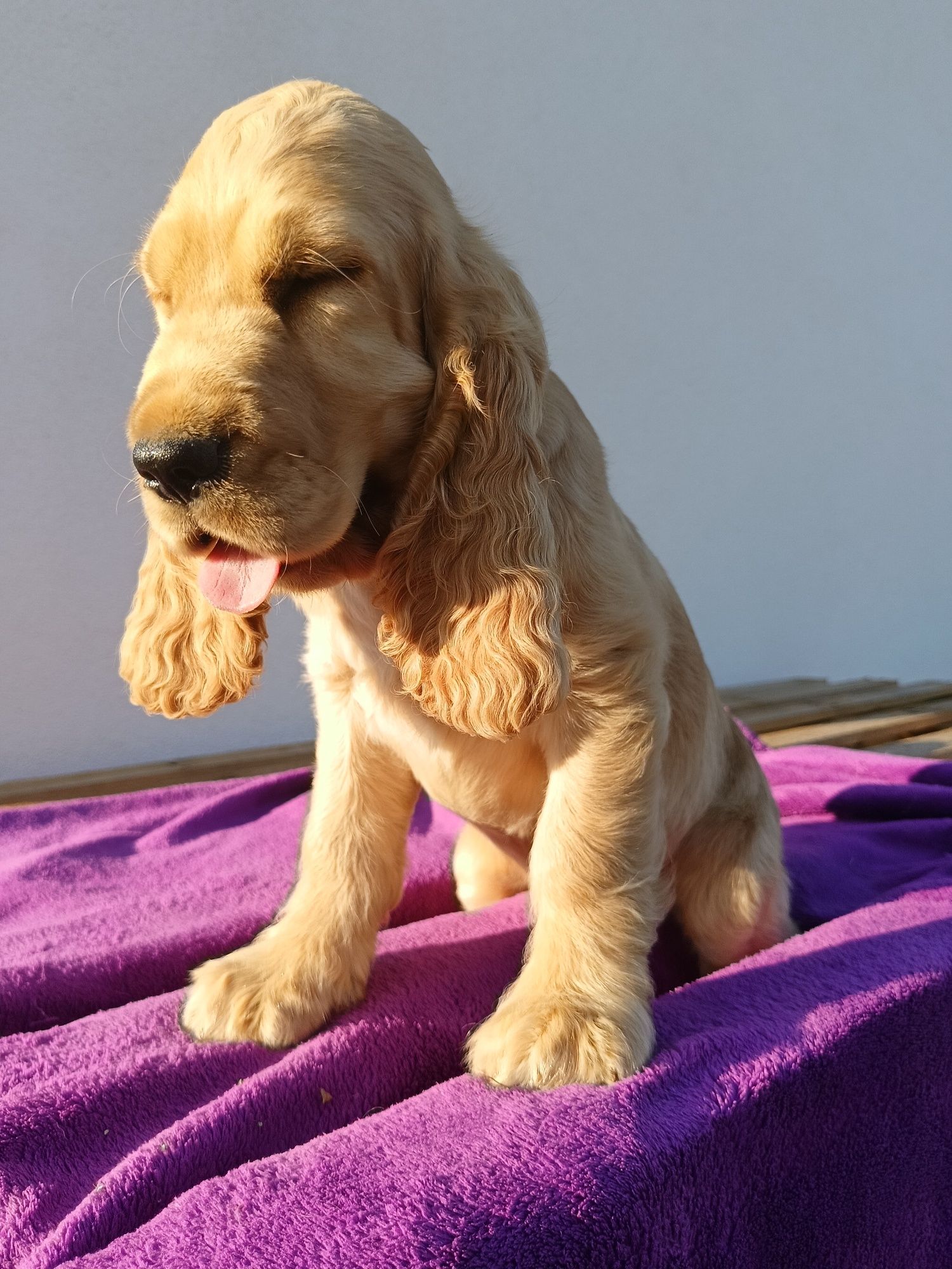 Cocer Spaniel szczeniak